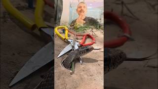 🪱DIY single Snake Trap using big Scissors creativesnaketrapsnakeinhole [upl. by Aicekal]