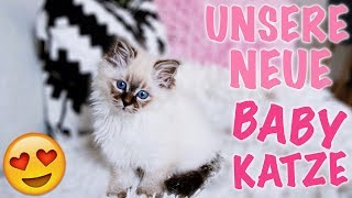 Unsere 1 Babykatze abholen eingewöhnen und kuscheln I Meggyxoxo [upl. by Bowie]