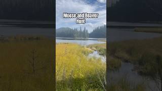 Trapline Adventures Moose Hunt moosehunting huntingseason trapping [upl. by Broddy]