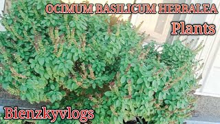 OCIMUM BASILICUM HERBALEAwild magic basil plants viralvideos Bienzkyvlogs [upl. by Winston808]