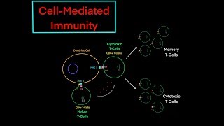 Cytotoxic TCell and CellMediated Immunity EVERYTHING YOU NEED TO KNOW PART 2 [upl. by Eillit]