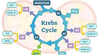 SIKLUS KREBS [upl. by Nemra616]