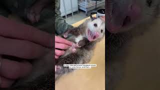 A man rescued a poor opossum stuck on wire fence opossum short [upl. by Llehcam]