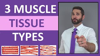 Three Types of Muscle Tissue Skeletal Smooth Cardiac Anatomy Compilation Review [upl. by Anole]