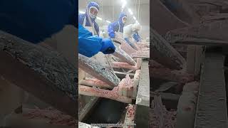 The process of cutting frozen fish skin in a freezer [upl. by Conard7]