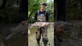 Steelhead in September steelhead fishing reels steelheadfishing streamfishing creekfishing [upl. by Llewsor]