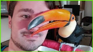 These Toucans Cuddle Like Puppies [upl. by Lucretia]