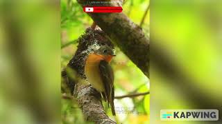 Mugimaki Flycatcher Ficedula mugimaki 125–135 cm immature  Firts winter male [upl. by Shelia]