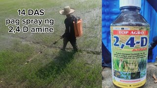 RC222 at 14DAS Pagspray ng 24D Amine herbicide farm farming agriculture [upl. by Rehoptsirhc]