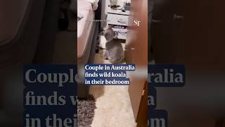 Wild koala found in couple’s bedroom in Australia [upl. by Anaek]