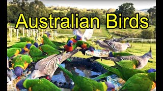 LIVE Bird Feeder Cam australia wildlife [upl. by Naujud]