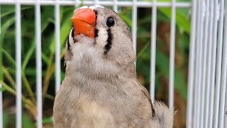 zebra finch chirping chirping  sounds  morning zebra finch sounds [upl. by Enneles]