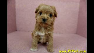 1025 紅色馬爾泰迪 Maltipoo 母幼犬日新犬舍 [upl. by Janot]