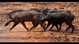 Wild Boar Mating  Tadoba [upl. by Alaet]