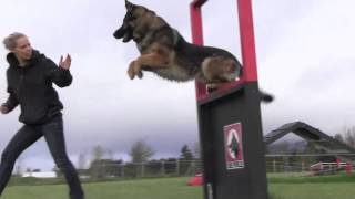 Obedience IPO Trained Versatility German Shepherd [upl. by Glover442]