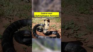 Cobrareal Ophiophagus hannah [upl. by Frolick]