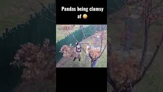 Pandas being clumsy part 2 🤪 [upl. by Khoury]