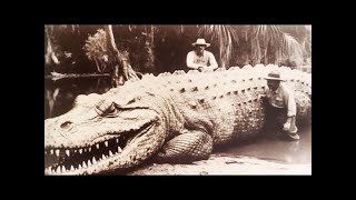 Top 5 Crocodilian Species That Are Dangerous [upl. by Leigha]