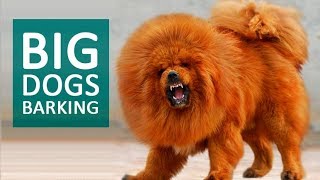 BIG DOGS BARKING Sound Effect HD [upl. by Noside]