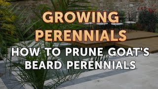 How to Prune Goats Beard Perennials [upl. by Ahsal]