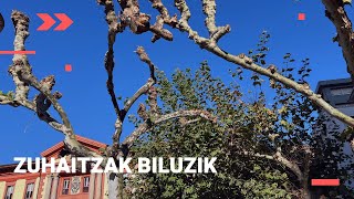 🍂 Eibarko zuhaitzak biluztu dituzte [upl. by Meensat968]