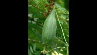 Health Benefits of Luffa Fruit [upl. by Sivraj]