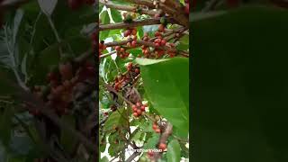 Common Coffee Types EXCELSA [upl. by Nort]