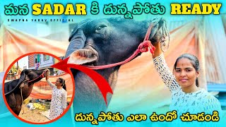 Sadar కి దున్నపోతు Ready  Dunnapothu Ready For Sadar Festival  Swapna Yadav Sadar Dunnapothu Ready [upl. by Theurer377]