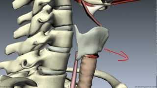 Muscles of the Larynx  Part 1  3D Anatomy Tutorial [upl. by Soigroeg813]