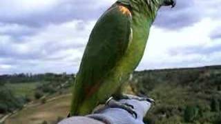 Amazon parrot free flight  3 [upl. by Leirua379]