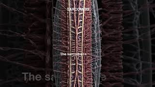 quotSarcomere The Fundamental Unit of Muscle Contractionquot [upl. by Guillaume608]