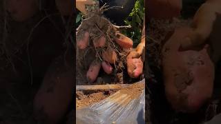 Red Potatoes Picking Way From Field 💚 shorts youtubeshorts shortsvideo [upl. by Mars653]