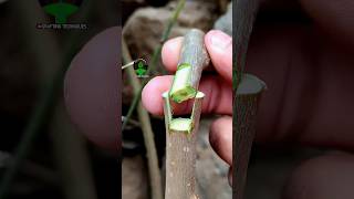 Plant grafting technique for beginners successful and satisfying usa grafting videos [upl. by Huckaby]