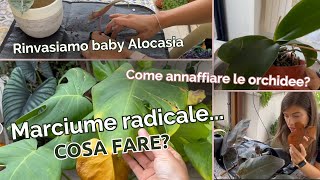 VLOG Annaffiamo orchidee salviamo piante da interno e rinvasiamo [upl. by Nivad]