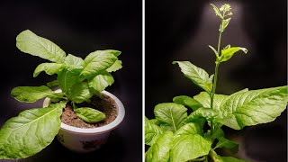 Growing Choy Sum From Seed To Flower Time Lapse [upl. by Gildea]