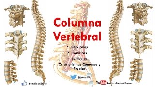 Anatomía  Columan Vertebral Caracteríticas Comunes y Propias de las vértebras [upl. by Nitnelav]