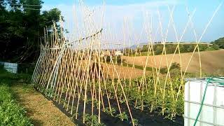 Come si coltivano i pomodori Messa a dimora irrigazione pacciamatura e potatura [upl. by Ettenoj]