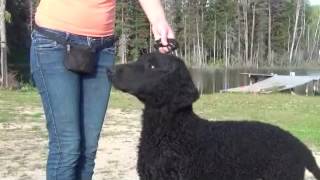 Curly Coated Retriever  ADAM ADMIRE Kennel Laguna Love [upl. by Nohsed]