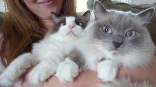 UPDATE  QampA with Amy about Her Rehomed Ragdoll Cats Addie and Ash  ねこ  ラグドール   ネコ  Floppycats [upl. by Waly]