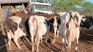 CURRAL DE VACARIA CON 40 VACAS A VENDA 87981470453 DE ADRIANO GAGO ITAIBA PE 02112024 [upl. by Idoux]