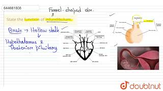 State the function of infundibulum  12  HUMAN REPRODUCTION  BIOLOGY  VMC MODULES ENGLISH [upl. by Gilberto]