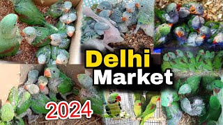 Delhi Birds Market 2024  Lal Qila Birds Market  Parrots Ka Baby  New Video [upl. by Etnoval]