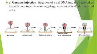 life cycle of bacteriophage [upl. by Nairb]