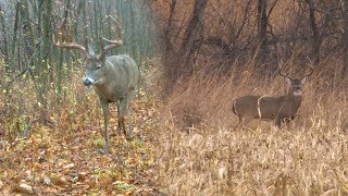 Mark Drury vs 188quot GIANT Typical Whitetail  DODTV Heartbreakers [upl. by Mudenihc3]