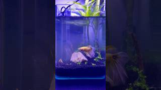 Betta Fish tank setup betafish fighterfish aquarium aquariumfish pinkskies yoitubeshorts [upl. by Hillinck465]