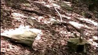 Pressley Ridge Ohiopyle  Mini Tour  pt 12 [upl. by Hayarahs735]