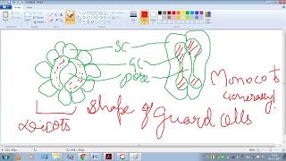 Types of Stomata Basic [upl. by Basil]