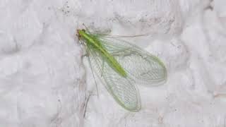 Facts About Lacewing [upl. by Langbehn]