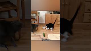 Why Cats Scared Of Cucumbers [upl. by Wendie]