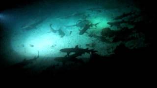 Shark Feeding Frenzy at Cocos Island [upl. by Ylus]